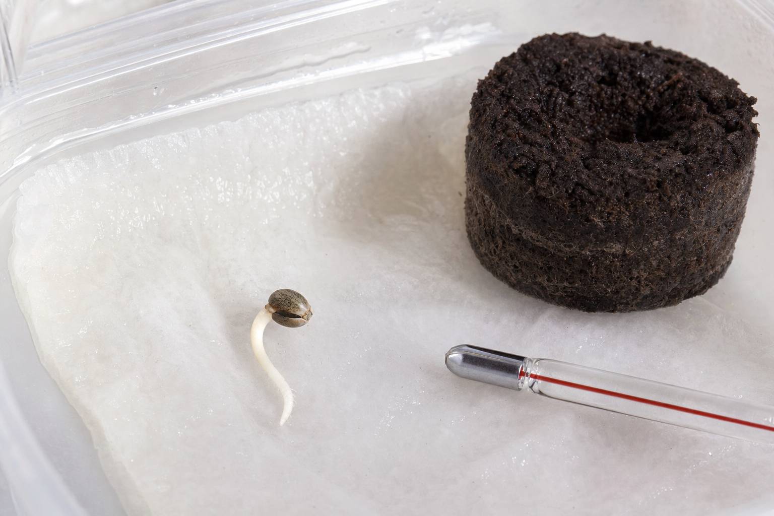 Cómo germinar semillas de marihuana paso a paso: guía para principiantes sin errores comunes